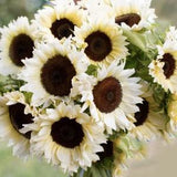 10+ ProCut White Nite Sunflower Seed / Single Stem / Light Lemon Color Flower Seeds / Cut Flower / (#7)
