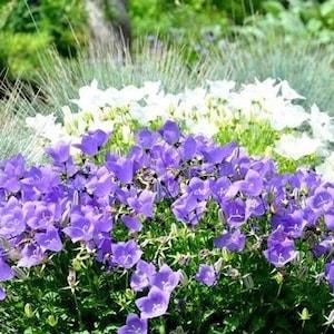 Tussock Bellflower Carpathian Bellflower Flowers Blend 0.3g - 1000 Seeds - Campanula Carpatica NON GMO