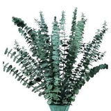 16Pcs 17In Dried Eucalyptus for Shower, Real Eucalyptus Bunch for Vase5108
