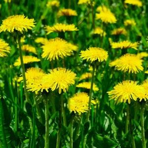 BULK Dandelion Seed Wildcrafted in Alberta Canada.