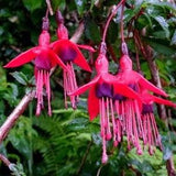 HARDY FUCHSIA!!! Fuschia Magellanica Zone 6 Or Colder! Cold Exotic Pots Shrub, 20 Rare Seeds