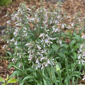 Hairy Penstemon, 50 seeds