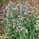 Hairy Penstemon, 50 seeds