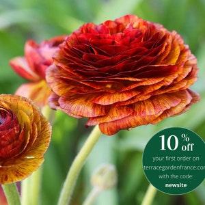Ranunculus "Picot¡§? Caf¡§? au Lait"ms | (Asian Buttercup) variegated, color changing orange, yellow, and red flowers, easy to grow bulbsrree