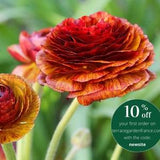 Ranunculus "Picot¡§? Caf¡§? au Lait"ms | (Asian Buttercup) variegated, color changing orange, yellow, and red flowers, easy to grow bulbsrree