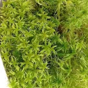 Cleaned live sphagnum half gallon