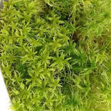 Cleaned live sphagnum half gallon
