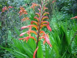 Chasmanthe Aethiopica 8 Seeds, Lesser Cobra Lily African Garden Perennial Plant
