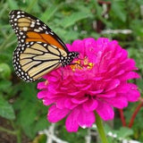 California Zinnia Mix Packet of 25 seeds with New!