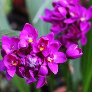 03 Roots Plicata Spathoglottis Ground Orchid Bold Purple Plant Queen Rooted Cutting