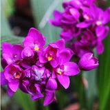 03 Roots Plicata Spathoglottis Ground Orchid Bold Purple Plant Queen Rooted Cutting