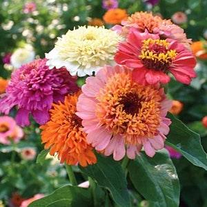 15+ Zinnia "Scabiosa flowered mix" Seeds / Zinnia elegans (E3)