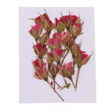 20x DIY  Dried Flowers  For  Candle Making