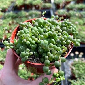 String of Pearls Plant | Curio Rowleyanus | 4"