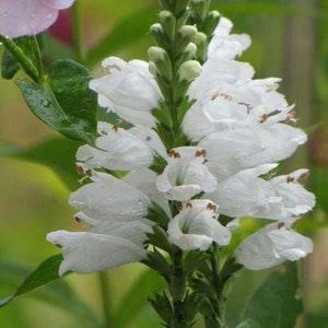 30 Seeds- White Obedient Plant Seeds-False Dragonhead- Physostegia virginiana-pv673