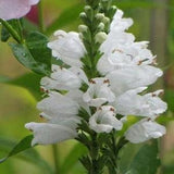 30 Seeds- White Obedient Plant Seeds-False Dragonhead- Physostegia virginiana-pv673