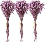 3 Bunches Dried Flowers Babies Breath Flowers Natural Real Gypsophila