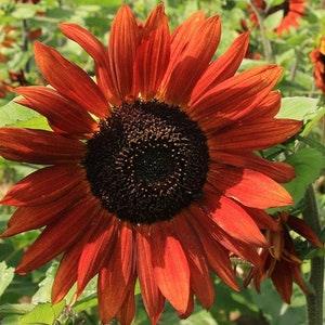 50 Seeds- Velvet Queen Sunflower Seeds-Helianthus annuus-Excellent and Gorgeous Annual-PV326