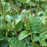 100+ seeds edible Organic Plantain Seeds, Garden Herb Seeds, Medicinal Seeds.  Grow your own organic healthy herbal tea.