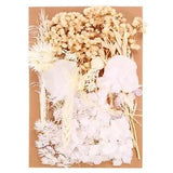 Natural Dried Flowers Multiple Real Dried Pressed Flowers Plant Cream Series