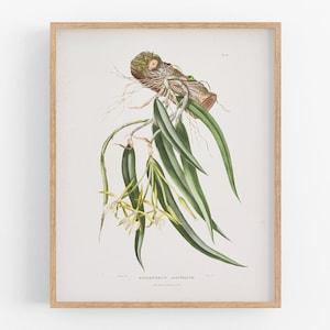 White orchid flower botanical print / vintage print / botanical print / art print / orchid print / flower art / wall decor / tropical art