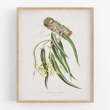 White orchid flower botanical print / vintage print / botanical print / art print / orchid print / flower art / wall decor / tropical art