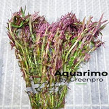 6 Packs Limnophila Hippuridoides Bundles Live Freshwater Aquarium Plant Decoration US Nurseries Tank Easy