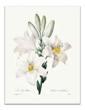 Vintage Botanical Illustration MADONNA LILY 1827 Premium Art Print 17x22"