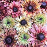 25 Sahara Rudbeckia Seeds, Black Eyed Susan Rudbeckia Hirta RU0425