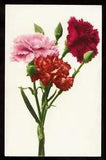 1904 Rommel flower art series #563 Mini Carnations Switzerland postcard