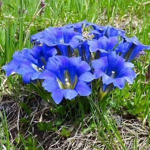 Crested Summer Gentian - Gentiana septemfida - Rare 'Plant' Seeds - Crested Gentian, Blue-White, Star Gentian, Azure Crested Bellflower