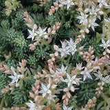 50 Pcs Spanish Stonecrop Succulent Seeds-SEDUM HISPANICUM- Drought Tolerant Low Maintenance Succulent/ S077