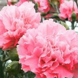 Carnation- Grenadin- Rose- 50 Seeds- New