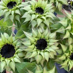 10 seeds Sunfill Purple Sunflower