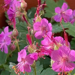 Bigroot Geranium Hardy Perennial 25 Seeds