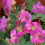 Bigroot Geranium Hardy Perennial 25 Seeds