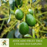 Avocado Sapling, Grafted Ready To Plant, With Tuberous Soil, 2 Year Old Abundant Fruit Avocado Tree for Pot and Garden - Heirloom