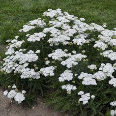 Firefly Diamond Yarrow Flower Delivery