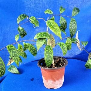 Black pagoda plant zebra plant aeschynanthus longicaulis~ yellow lipstick plant