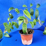 Black pagoda plant zebra plant aeschynanthus longicaulis~ yellow lipstick plant