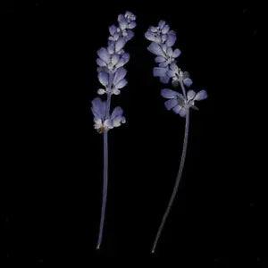 10 Pieces Natural Pressed Dried Sage Flowers for Art Craft DIY Scrapbooking
