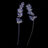 10 Pieces Natural Pressed Dried Sage Flowers for Art Craft DIY Scrapbooking