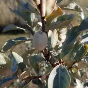Wolf Willow Seeds Canada, Silverberry, Elaeagnus Commutata, Native Silver Leaf Bush Shrub Hedge, Yellow Fragrant Flowers, Perennial Zone 3-6