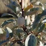 Wolf Willow Seeds Canada, Silverberry, Elaeagnus Commutata, Native Silver Leaf Bush Shrub Hedge, Yellow Fragrant Flowers, Perennial Zone 3-6