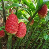 SHAMPOO GINGER AWAPUHI Zingiber zerumbet Organic Rhizomes Easy To Grow 100% Organic Live Ginger roots For Planting
