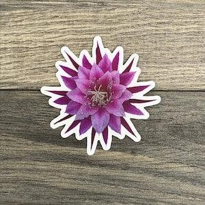 Epiphyllum Orchid Cactus Sticker