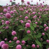 50 Pcs Rose Globe Amaranth Flower Seeds-Gomphrena Globosa Rose-Vadamalli-Beautiful and Excellent  Annual Flower--FL440