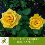 Yellow Bouquet Rose Sapling, Grafted Ready for Planting, Tubular Soil, Fragrant Rose Trees, Hobby Yellow Rose Seedlings for Pots and Gardens