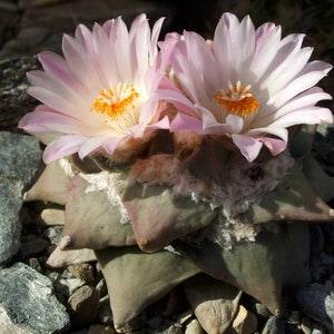 Ariocarpus Retusus Pink Flower Cactus Succulent Seeds of Rare Cacti