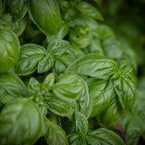 Sweet Basil Seed Pack - Heirloom seeds